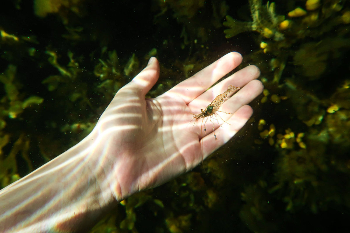 Kuvassa on pieni rapu, joka tutkii ihmisen kättä veden alla.