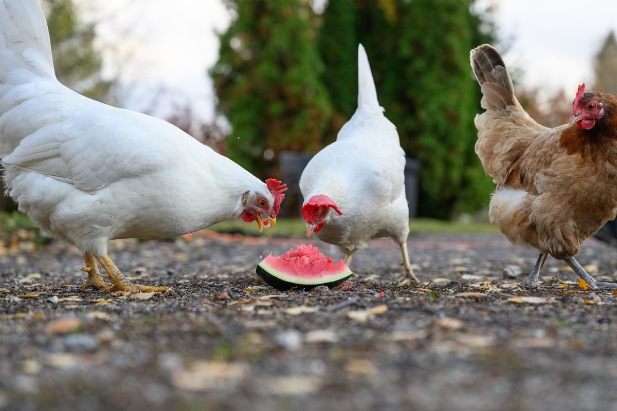 Kuvassa on kaksi valkoista ja yksi ruskea kana, jotka syövät vesimelonia.