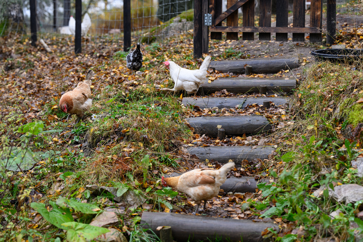 Kuvassa on neljä kanaa, joista yksi on valkoinen, kaksi ruskeaa ja yksi tumma. Ne kuopsuttelevat ja tutkivat nurmikkoa ja niiden vieressä on puiset portaat.