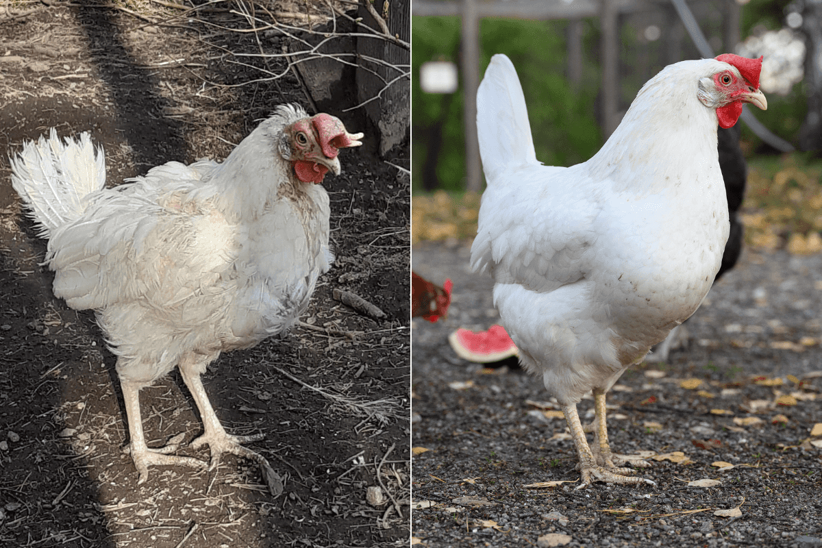 Kuva on kahden kuvan kollaasi. Molemmissa kuvissa on sama Helmi-niminen valkoinen kana. Vasemmalla Helmin höyhenpuku on suttuinen ja huonossa kunnossa. Oikealla Helmin höyhenpuku on sileä ja hyväkuntoinen. Molemmissa kuvissa Helmi kävelee pihalla.