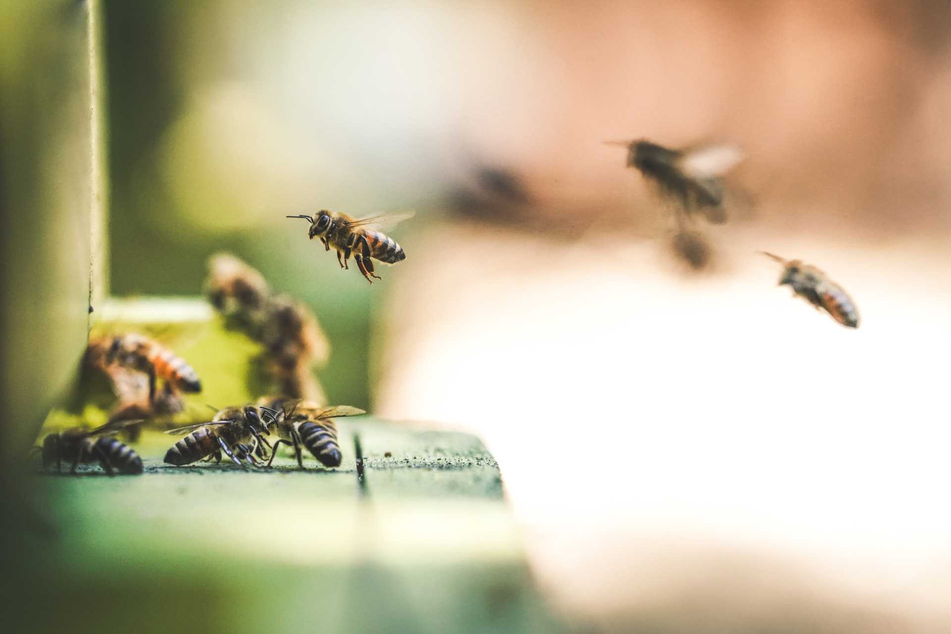Useita mehiläisiä ryömimässä ja lentämässä ihmisen rakentamaan mehiläispesään