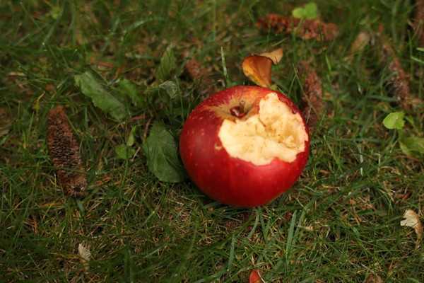 Kuvassa on punainen omena, josta on haukattu ja joka on siksi tummunut. Omena on nurmikolla.