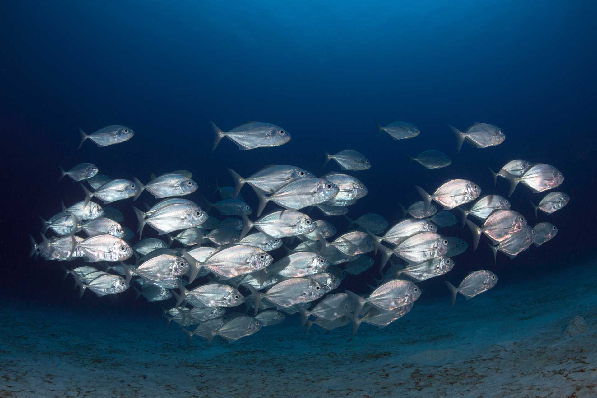 Kymmenien kalojen parvi ui tummassa vedessä.