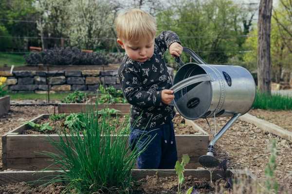 Kuvassa on leikki-ikäinen lapsi, joka kastelee isolla kastelukannulla puutarhan viljelylaatikkoa.